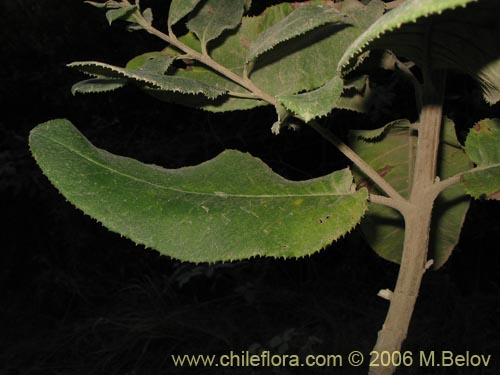 Image of Senecio cymosus (Palplalén / Para ná). Click to enlarge parts of image.
